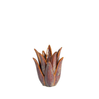 Küünlajalg Cactus